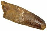 Fossil Spinosaurus Tooth - Real Dinosaur Tooth #353073-1